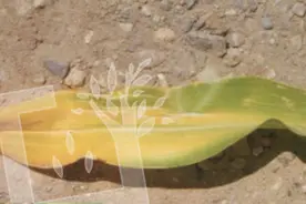 玉米缺氮症状、发生原因、预防及补救措施图片