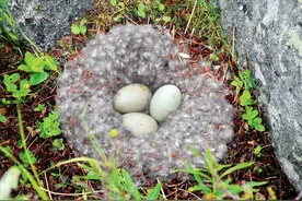 母蛇孵蛋的时候，雄蛇会在一旁守护吗？图片