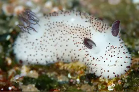 大自然里的奇特动物们（1） 看过一眼就忘不掉图片