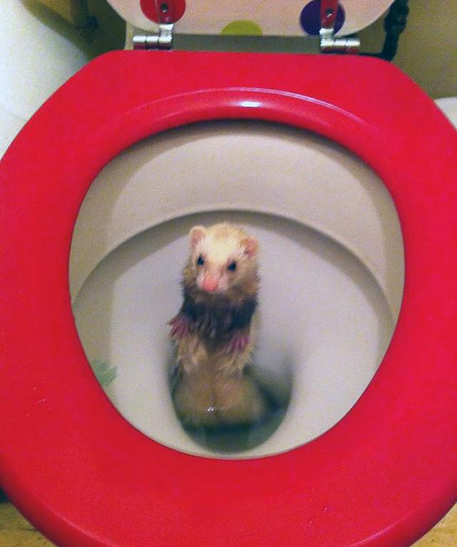 "钟灵在腰间皮囊上一拍,嘴里嘘嘘两声,忽然间白影一闪,闪电貂扑了出去