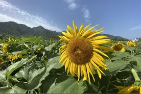 50亩向日葵竞相绽放！西安鄠邑区邀请您来打卡图片