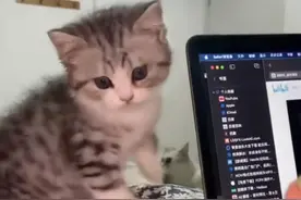 神了！贵州一女子教唆小猫咬男友电脑，猫猫听懂指挥瞬间逗乐网友图片
