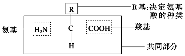 新型冠状病毒71：20种氨基酸，甘氨酸，丙氨酸