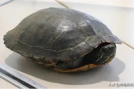 视频丨“极为罕见”！一只乌龟“霸占”日本成田机场飞机跑道，导致跑道停用15分钟图片