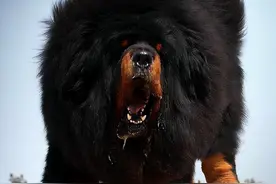 因爱而生，为你而来——你知道如何通过外貌判断狗狗健康吗？图片