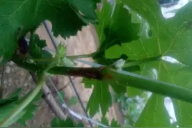 果农种葡萄，灰霉病危害大，教你识别发病规律，支3个防治妙招图片