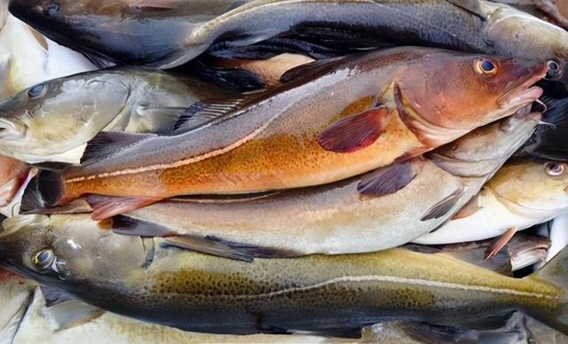 让毛孩子健康长寿的法宝：宠物用Ω-3鱼油