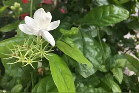 茉莉如何换盆，记住“4”步秘籍，保证植株快速生根与服盆图片