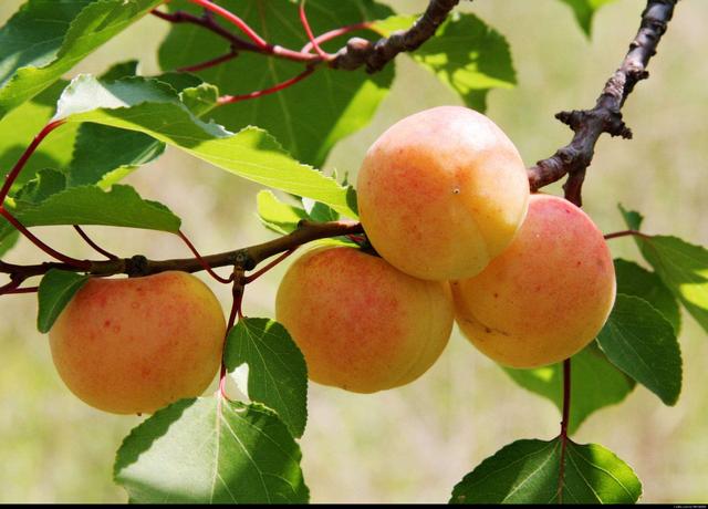 清华学霸理综292分，他说学好理综只需要记这些口诀！