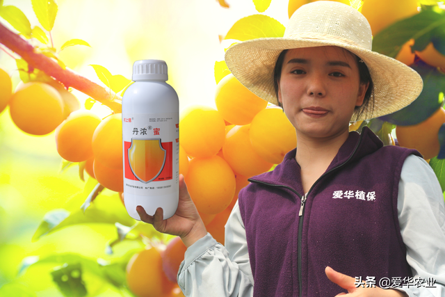 丹浓蜜使叶绿素猛增，产量与品质大幅提升（技术）