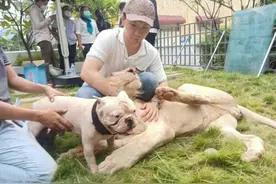 柬埔寨一狮子成网红！其主人中国男子：拍照时勿太亲近图片