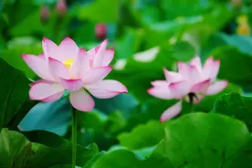 隐秘的荷花吃法，你都知道吗？图片