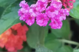 最美的入侵植物是什么？图片
