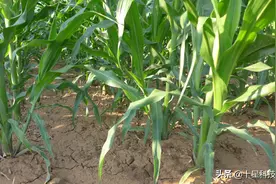 玉米丫子：到底掰不掰？为啥掰？为啥不掰？一篇文章讲个明明白白图片