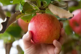 果树叶面喷肥的方法及技巧图片