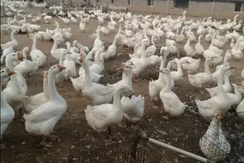 三花鹅苗   四季鹅苗   朗德鹅苗   浙东白鹅  狮头鹅苗图片