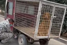 屠宰车上救下怀孕金毛，被救时狗狗泪流满面，隔天生了8只小狗图片