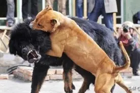 中国神犬对美国恶霸犬种，谁胜谁负，观众说了算图片