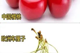 樱桃和它洋表兄车厘子是同种水果？万图拍告诉你区别，看完你全懂图片