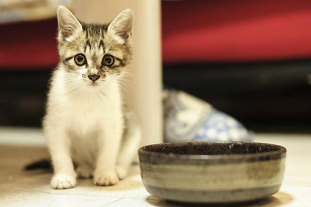 辟谣，犬类摄入猫粮后并不会导致牛磺酸中毒，其本质为氨基酸！