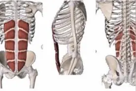关注你不得不知的腹直肌之腹直肌分离图片
