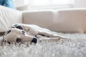 狗狗食物中毒的真实原因是什么？图片