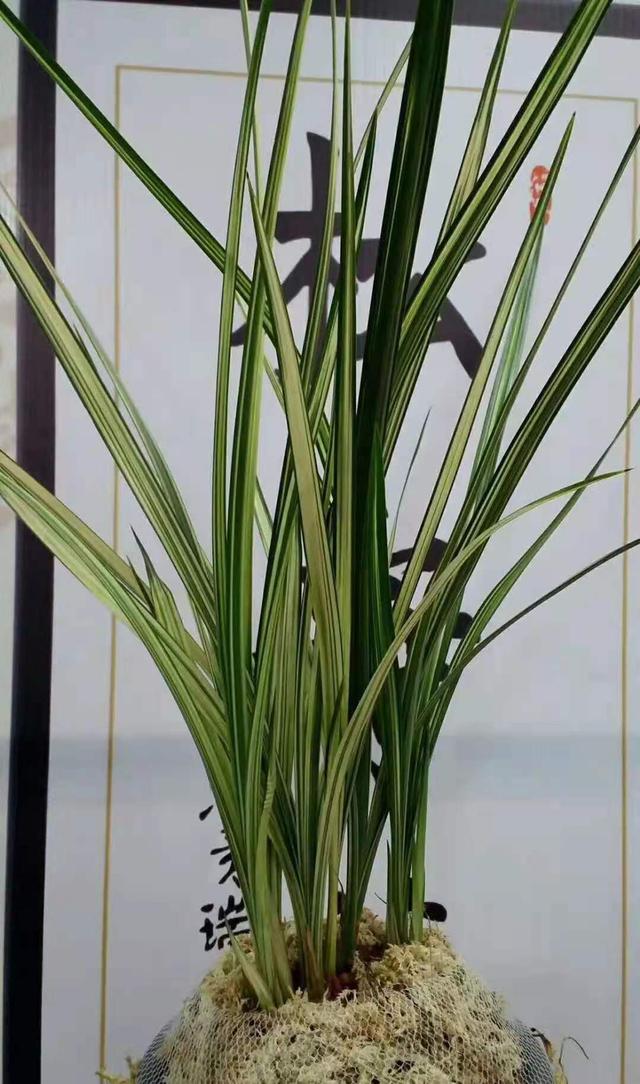 四川艺兰品鉴会上一盆标价高达1680万春剑多艺,曾轰动整个兰界