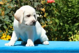 拉布拉多幼犬尿多图片