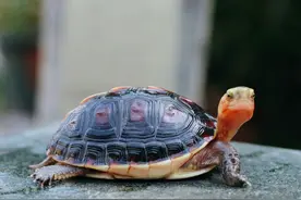 黄缘龟怎么养？你要知道它是半水陆龟，认清这一点就不难养好图片