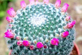 “100种花”适合养在阳台上，一个比一个好看，还很好养护图片