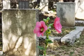 济南战役参战部队多少？谁指挥？重点攻城还是打援？图片