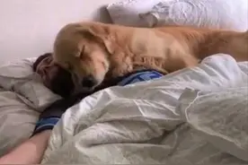 发现金毛搂着老公睡觉，看了都说不出话了：养了个情敌呀图片