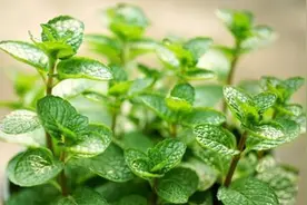 薄荷黄叶还烂根？多半是这几个原因，怎么管理呢？图片