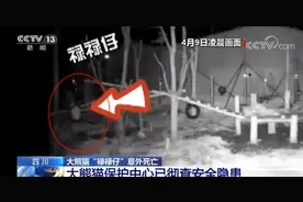 吊球绳缠绕颈部 8个月大的熊猫宝宝意外死亡 事发夜晚无人发现图片