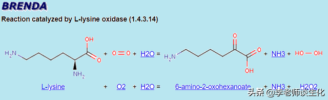氨基酸的脱氨与氨基酸氧化酶