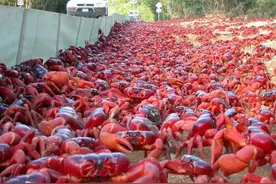 世界最严重的生物入侵，一个逼出军队，一个斥180亿封杀25年！图片