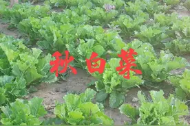 秋白菜间苗有学问，老农用三句老话，指出白菜间苗3原则图片