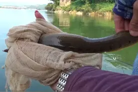 这6种“伤人鱼”是最伤人的，很多钓友被刺过，钓到要注意了图片