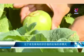 发达省份重视农业，越南北宁省发展高经济价值农场，值得中国参考图片