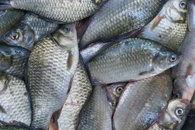 鱼肉保鲜，到底要不要去内脏？教你正确方法，吃着跟活鱼一样新鲜图片