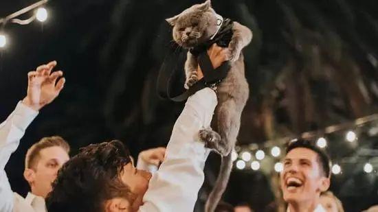 英国短毛猫丨蓝猫