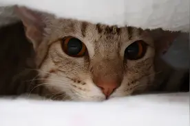 猫咪得了黄疸怎么治疗图片