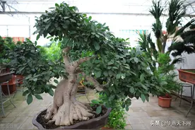 网上买花木，是我不得不说的病！大家都交过宿迁神苗的智商税吧？图片