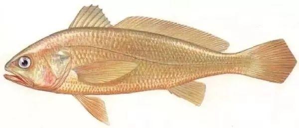 鱼鳔胶的功效和作用 2026年鱼鳔胶的功效和作用及禁忌