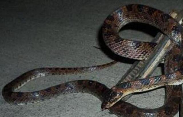 1983年蛇灾前因后果：特大洪水让蛇无家可归，居民以为有天灾发生