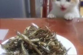 家里养了一只小吃货，一言不合就戏精上身，这表情让人忍俊不禁图片