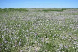 野生沙葱在景泰走俏图片