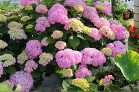 地栽露养的绣球花盆栽经不起晒，容易脱水垂头怎么办？图片