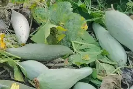 南瓜整枝有技巧，做错了，结瓜少，正确的方法你知道吗图片