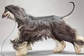 泰迪犬是贵宾犬的一种美容形态，那它们有什么区别呢视频封面